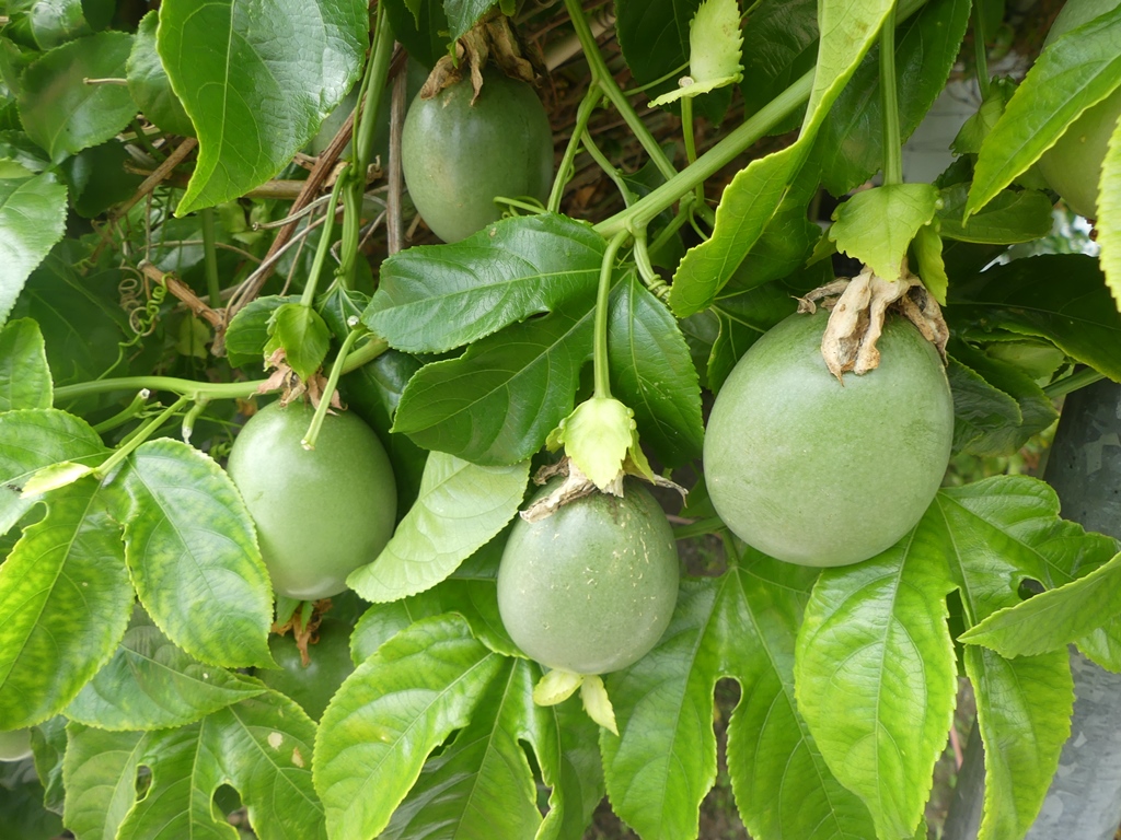 P1300814