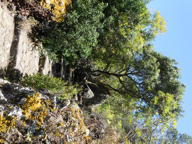 Botanická zahrada: Jardin Canaria- vstup zdarma..