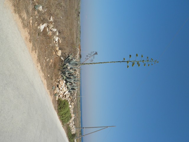 P7040679