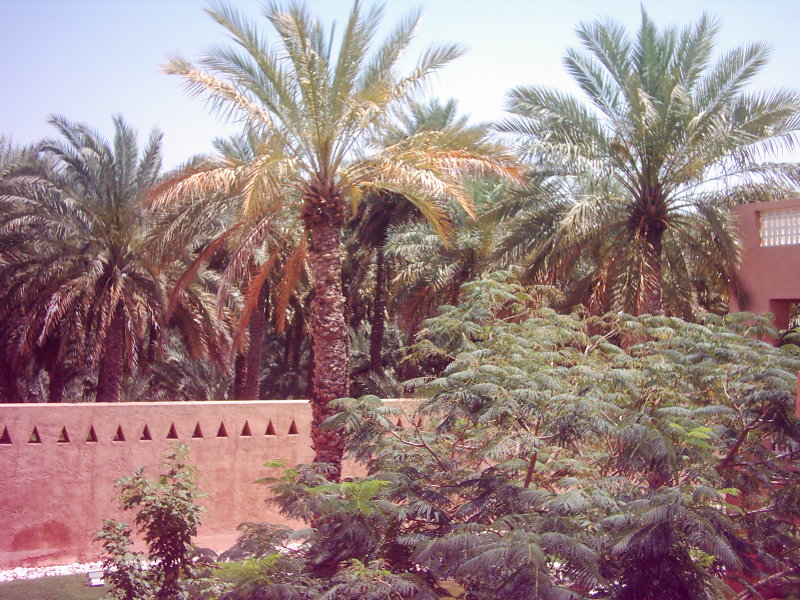 Dubai 1-8_04_05_154