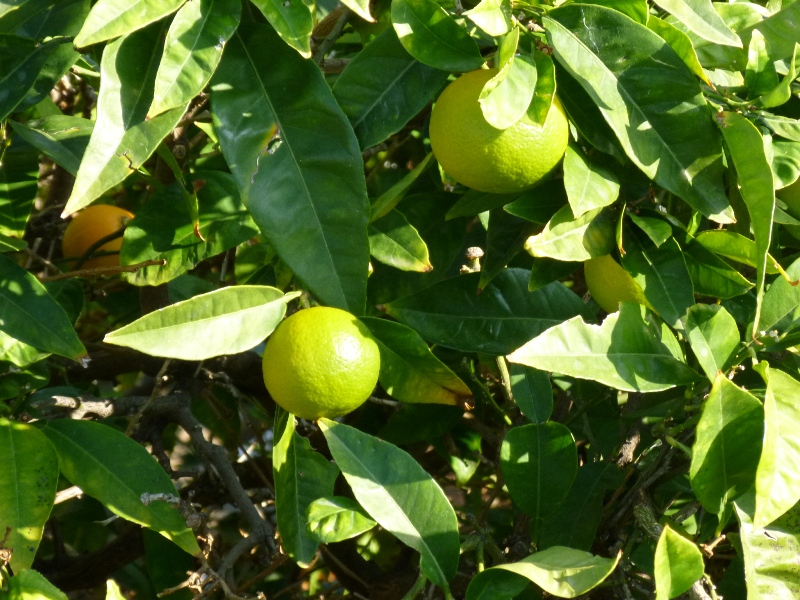 P1000077