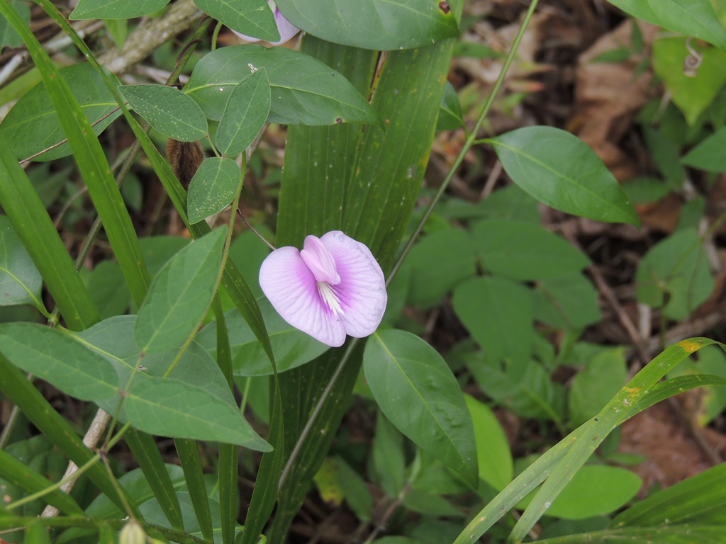  rostlina se jmenuje latinsky Clitoria :)